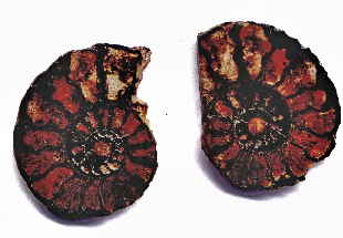 versteinerte Ammoniten