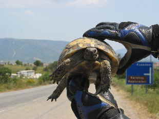Griechische Landschildkröte in der Türkei