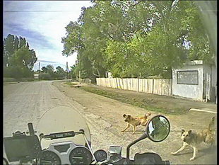 Hunde auf der Strasse