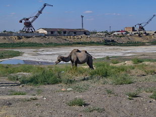 Arals - Hafenreste