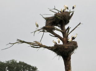 Hier ist es den Strchen warm genug