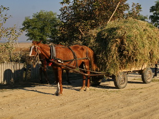 rumnische Landwirtschaft zum Zweiten