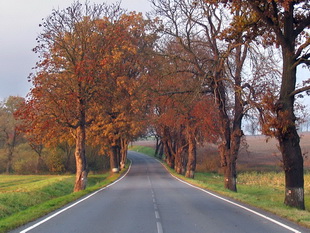 Herbststimmung - sdlich Bor